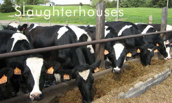 Water Treatment solutions for Slaughterhouses